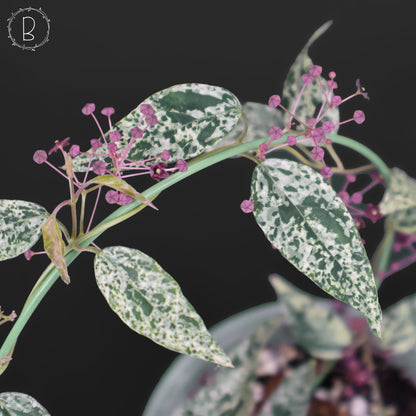 Dregea Sinensis abigarrada