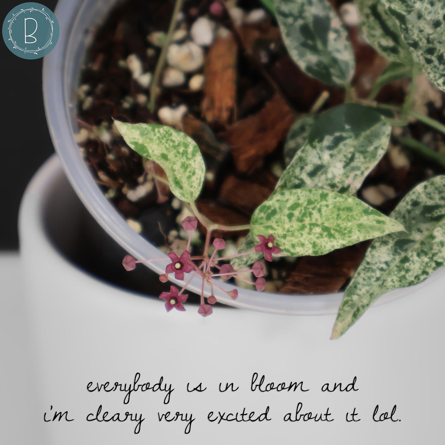 Dregea Sinensis abigarrada