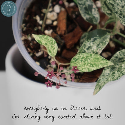 Dregea Sinensis abigarrada