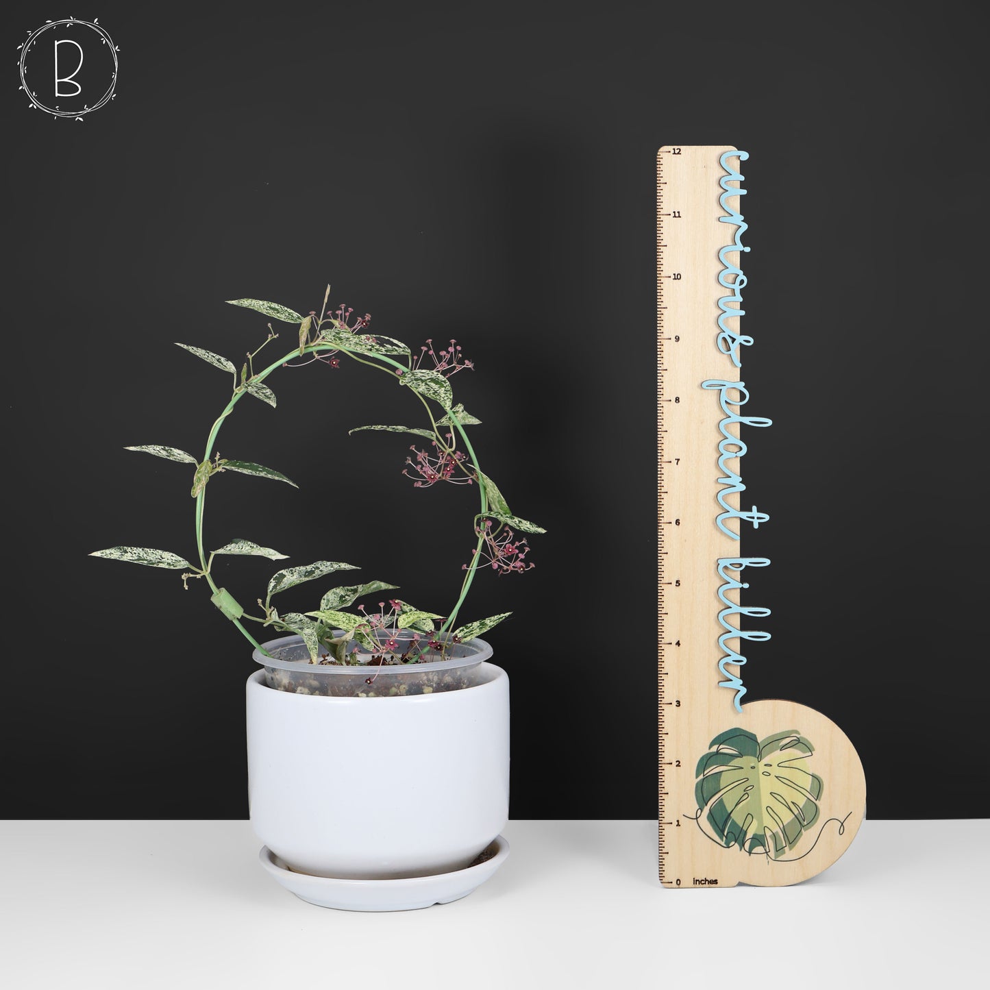 Dregea Sinensis abigarrada