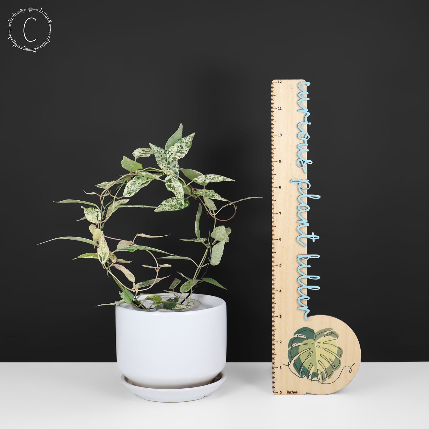 Dregea Sinensis abigarrada