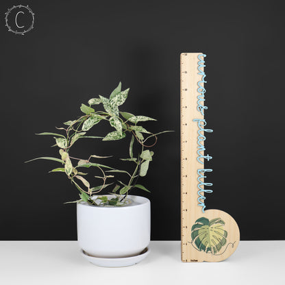 Dregea Sinensis abigarrada