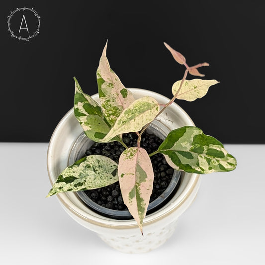 Dregea Sinensis Variegated