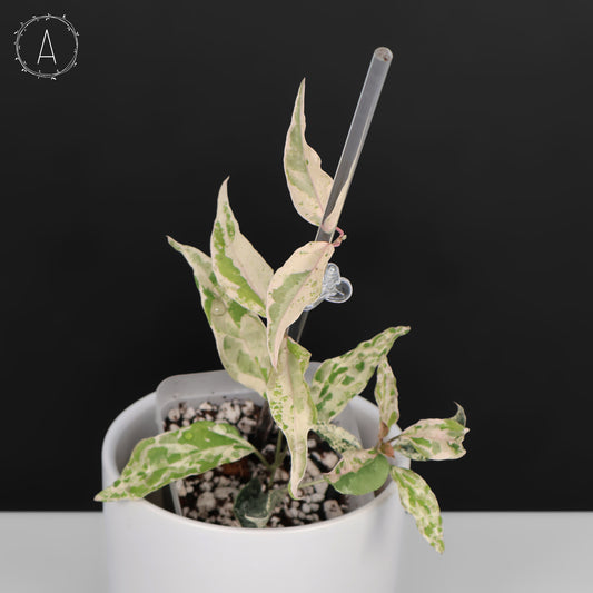 Dregea Sinensis Variegated