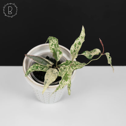 Dregea Sinensis Variegated