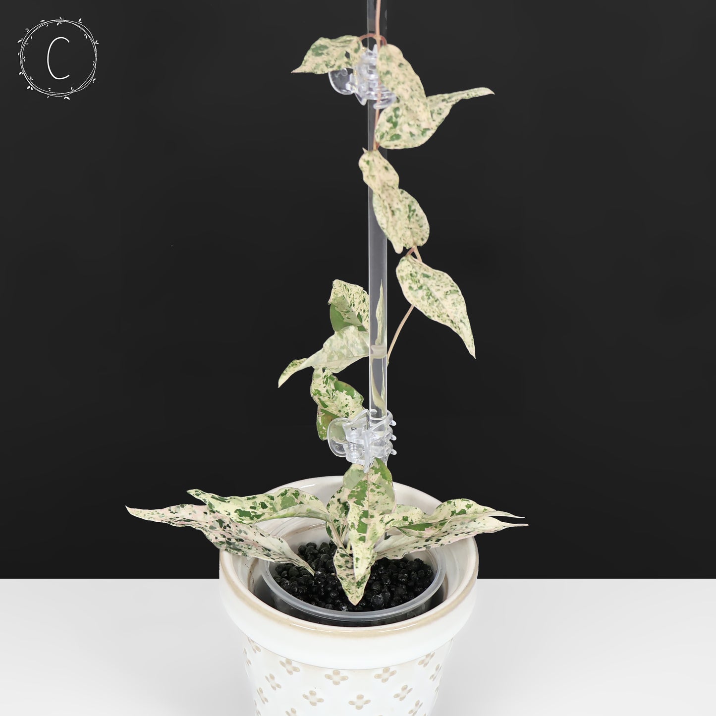 Dregea Sinensis Variegated