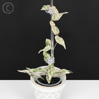 Dregea Sinensis Variegated