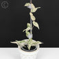 Dregea Sinensis Variegated