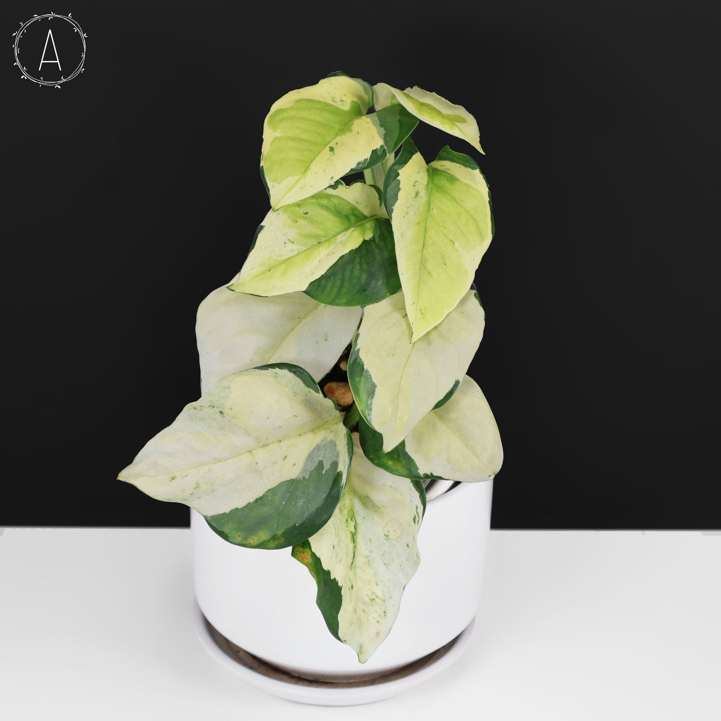 Epipremnum Aureum Japonés Global