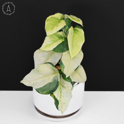Epipremnum Aureum Japonés Global