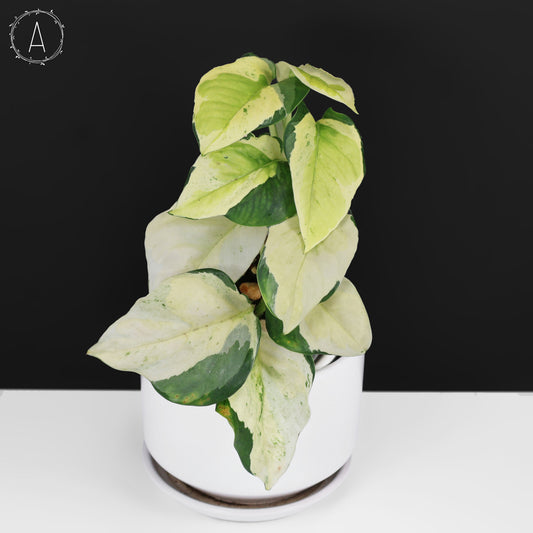 Epipremnum Aureum Japanese Global
