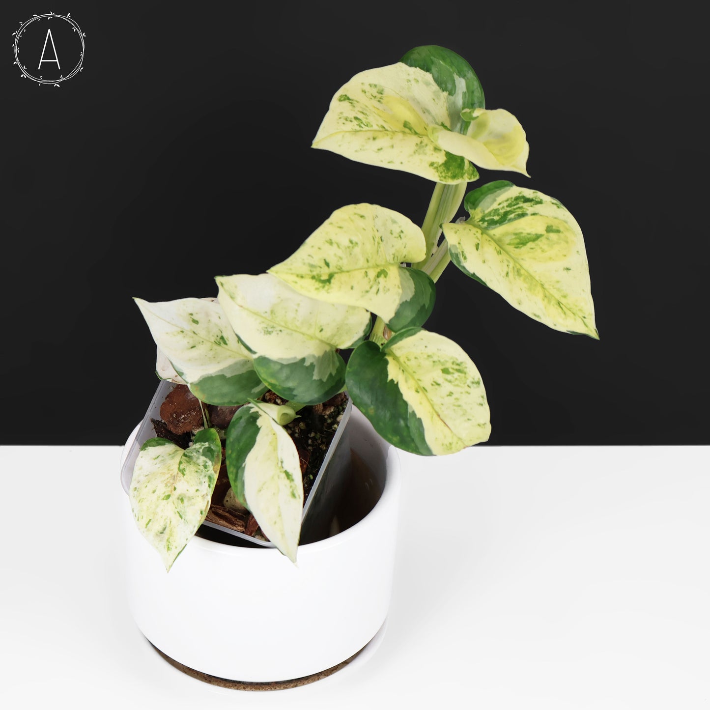 Epipremnum Aureum Japonés Global