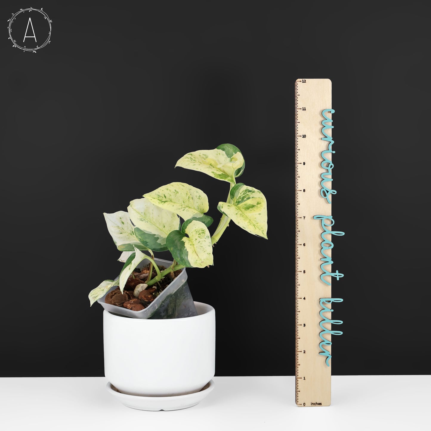 japanese pothos Epipremnum Aureum Japanese Global – Curious Plant Killer