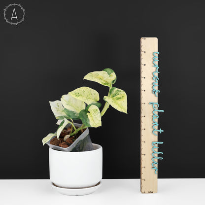 Epipremnum Aureum Japonés Global