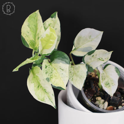 Epipremnum Aureum Japonés Global