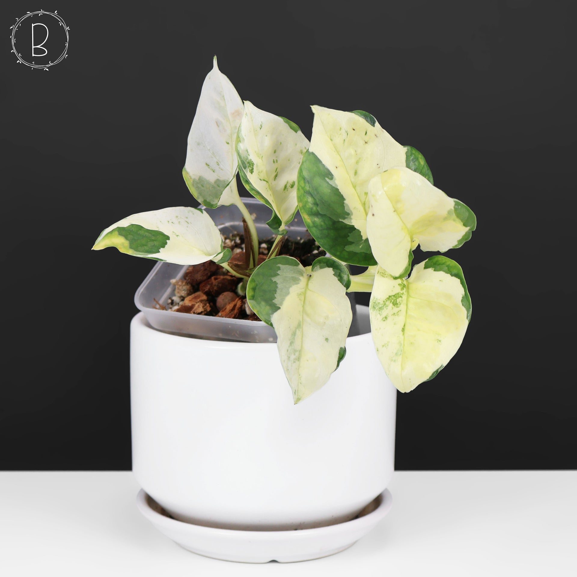 global pothos japan Epipremnum Aureum Japanese Global – Curious Plant Killer