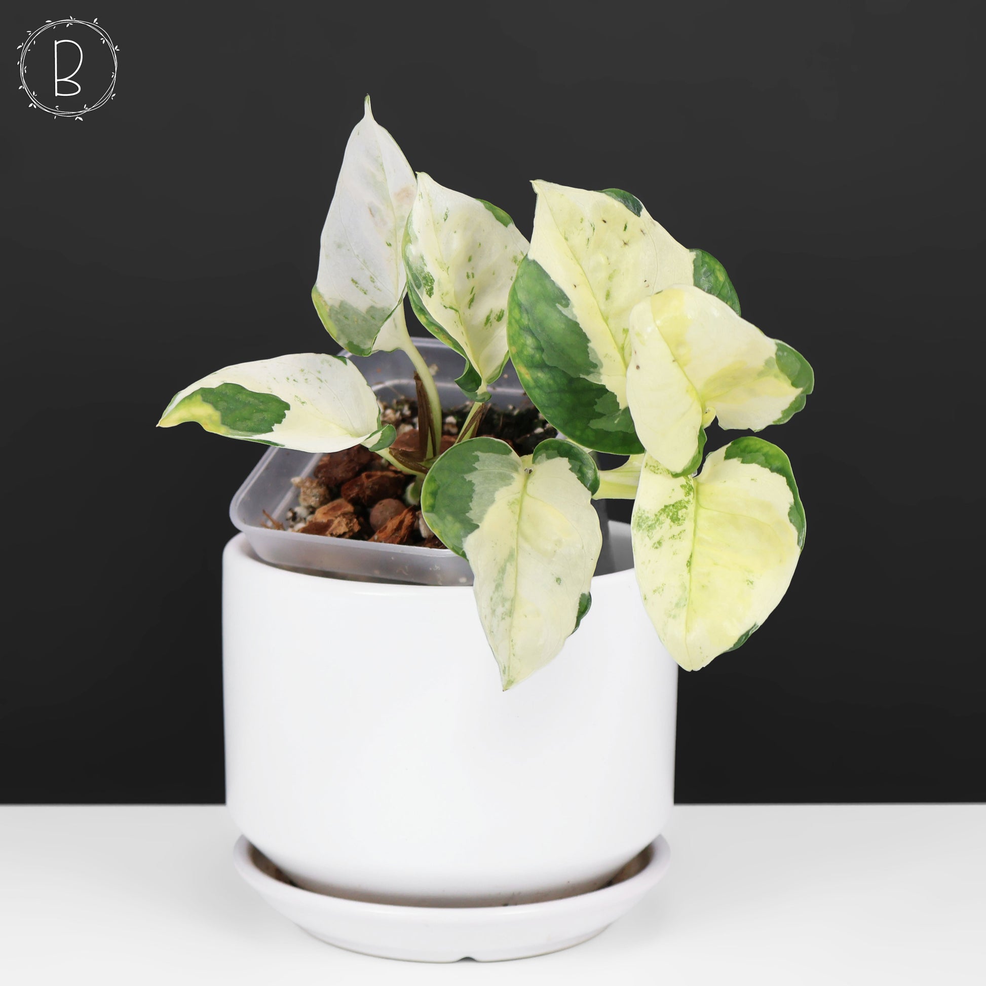 japanese global green pothos Epipremnum Aureum Japanese Global