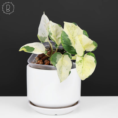 Epipremnum Aureum Japonés Global