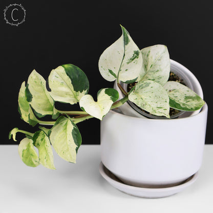 Epipremnum Aureum Japonés Global