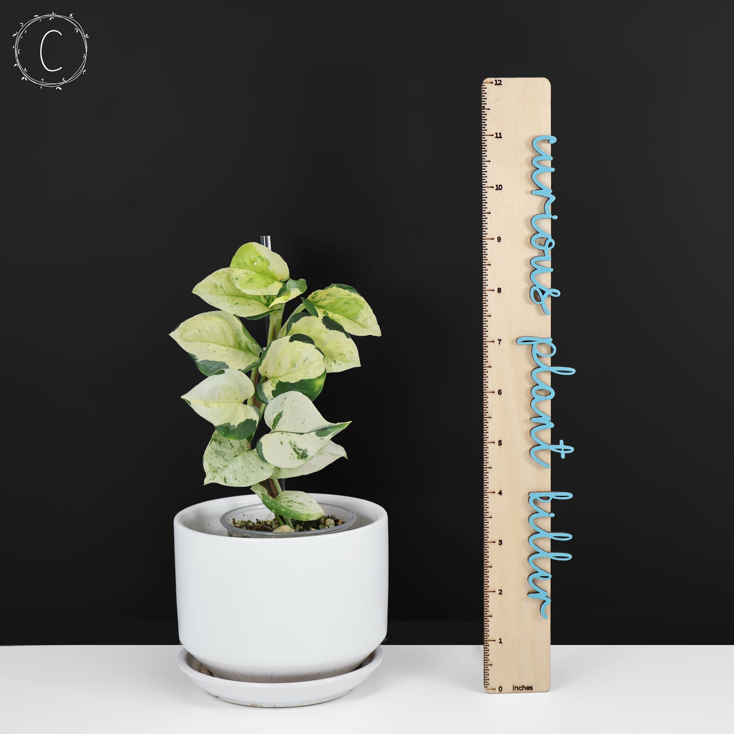 Epipremnum Aureum Japonés Global