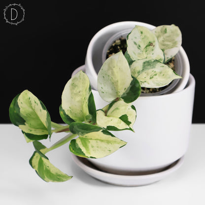Epipremnum Aureum Japonés Global