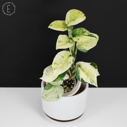 Epipremnum Aureum Japonés Global