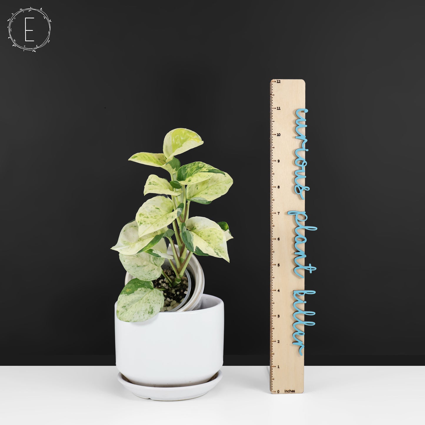 Epipremnum Aureum Japonés Global