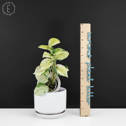 Epipremnum Aureum Japonés Global