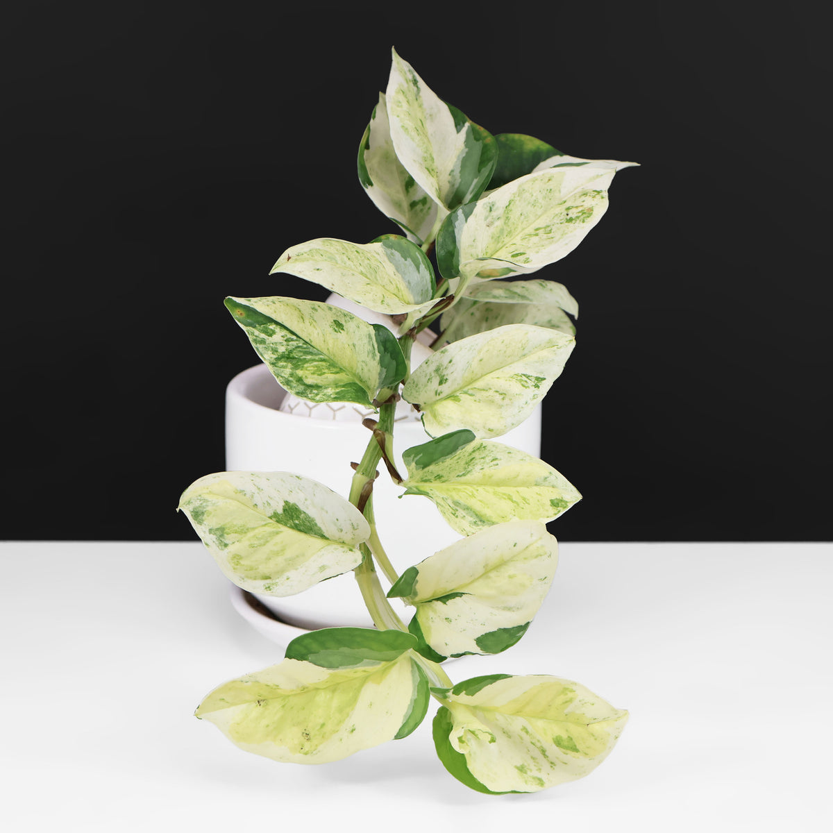 Epipremnum Aureum Japonés Global