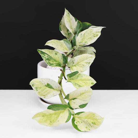 Epipremnum Aureum Japanese Global