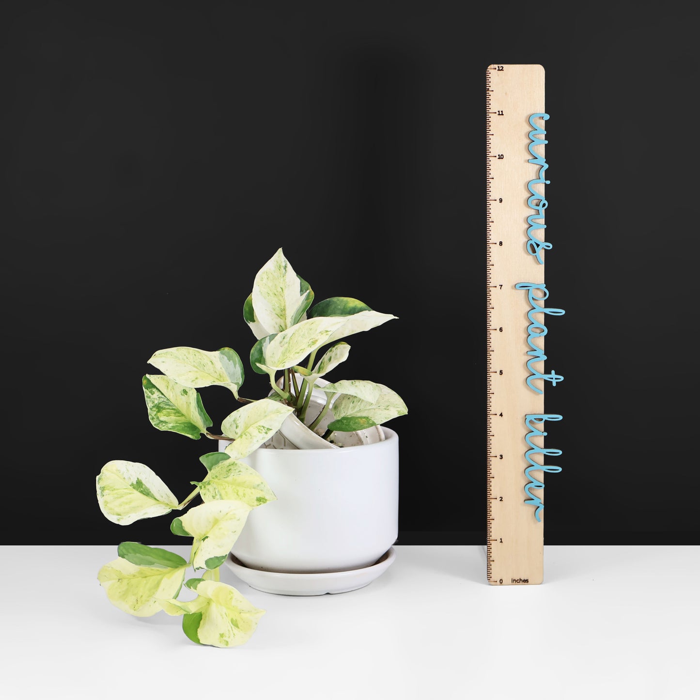 Epipremnum Aureum Japonés Global