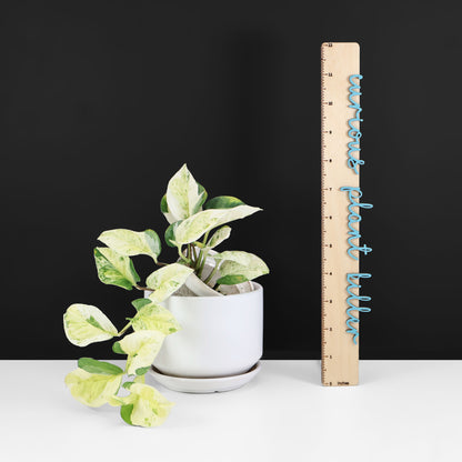Epipremnum Aureum Japonés Global