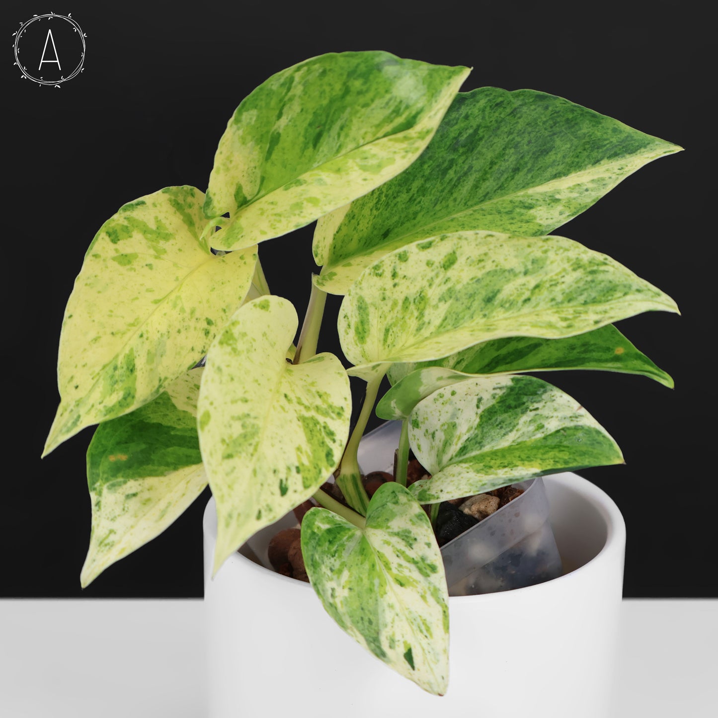 Epipremnum Aureum "Prettyboy"