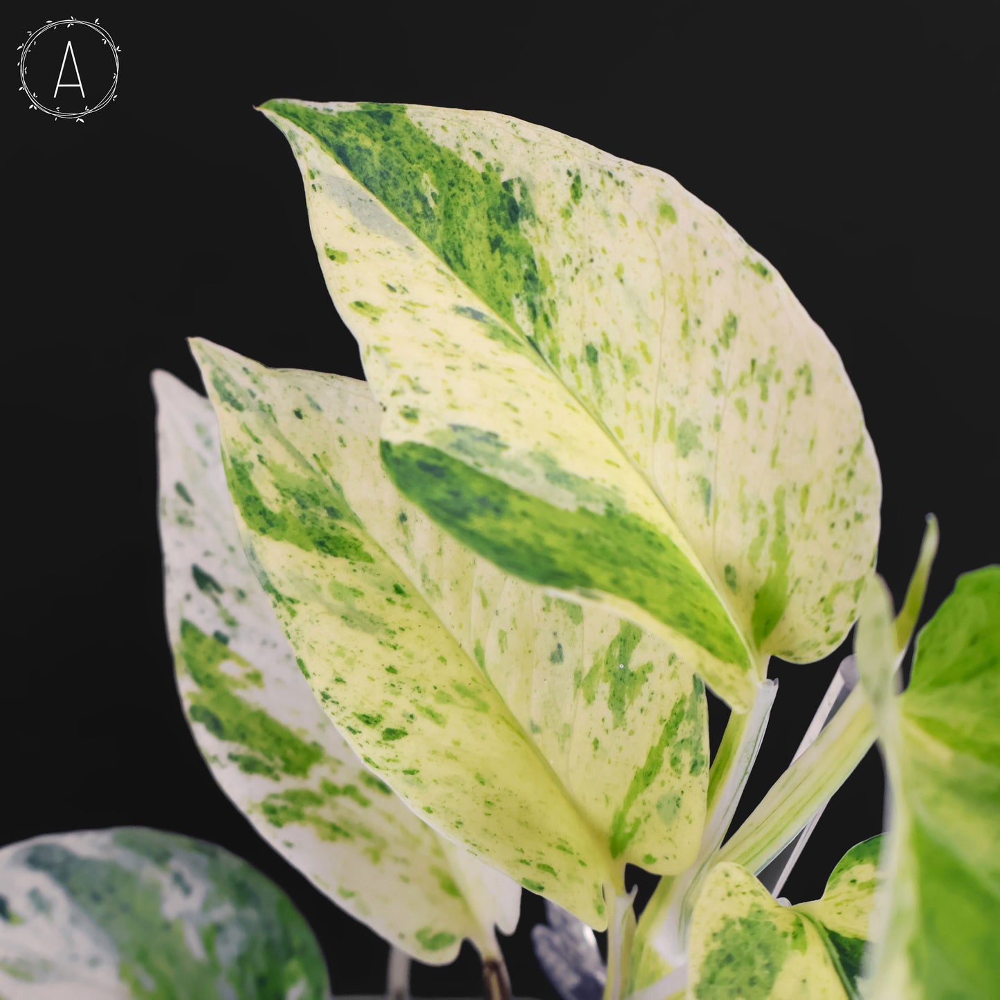 Epipremnum Aureum "Prettyboy"