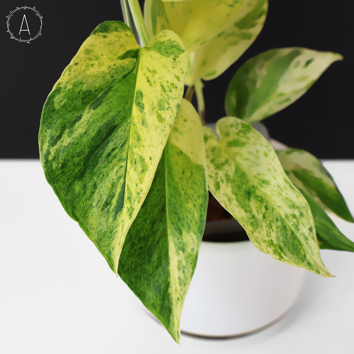 Epipremnum Aureum "Prettyboy"