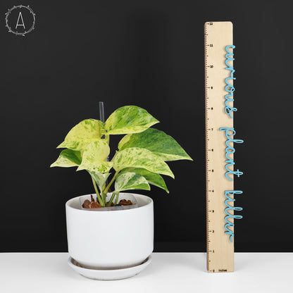 Epipremnum Aureum "Prettyboy"