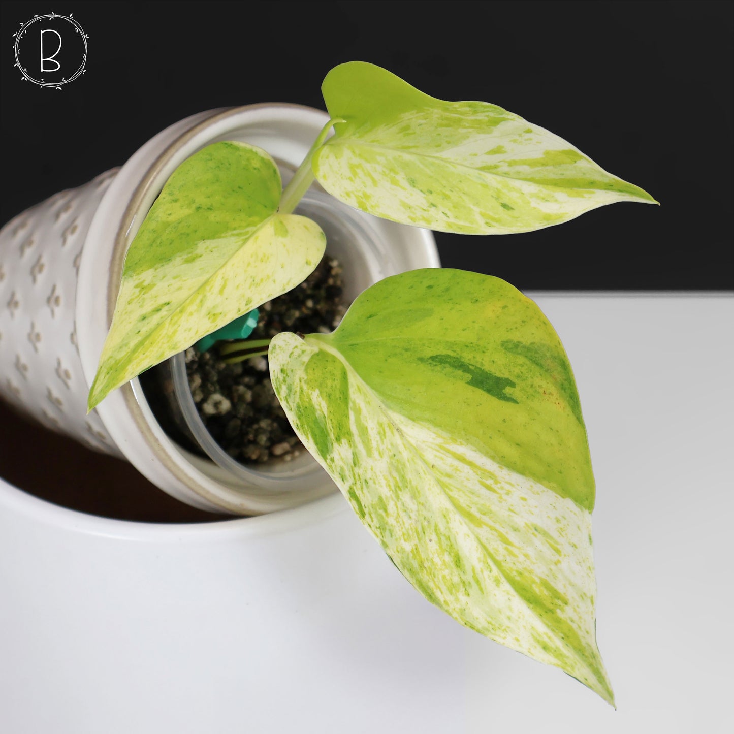 Epipremnum Aureum "Prettyboy"