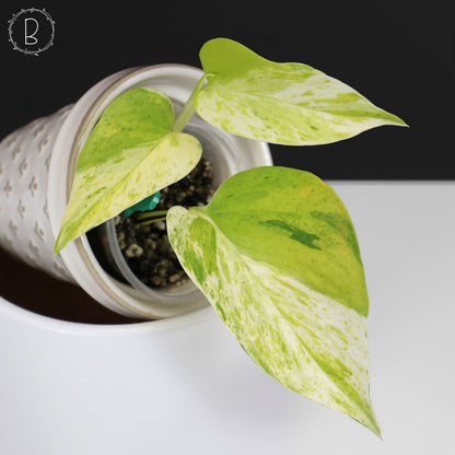 Epipremnum Aureum "Prettyboy"