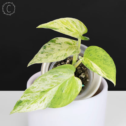 Epipremnum Aureum "Prettyboy"