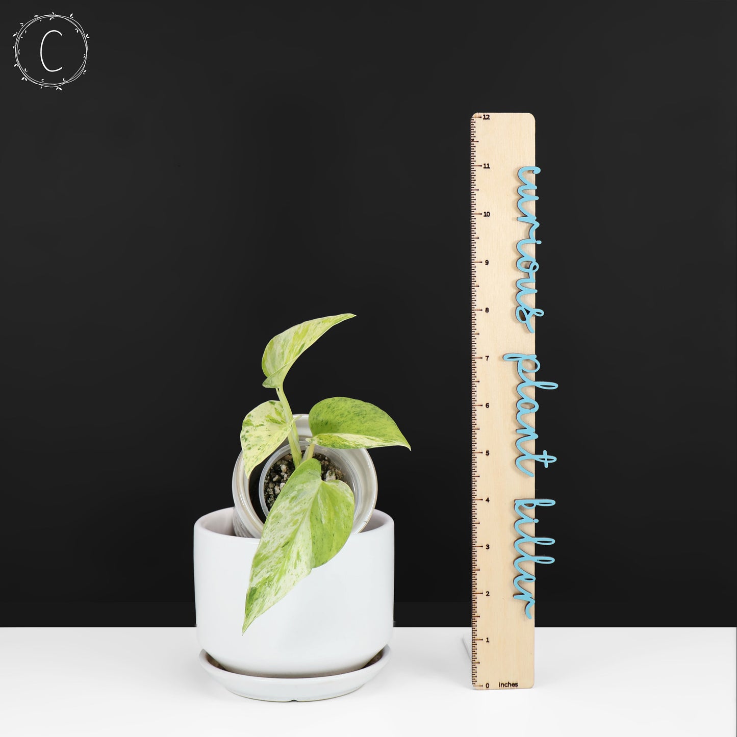 Epipremnum Aureum "Prettyboy"