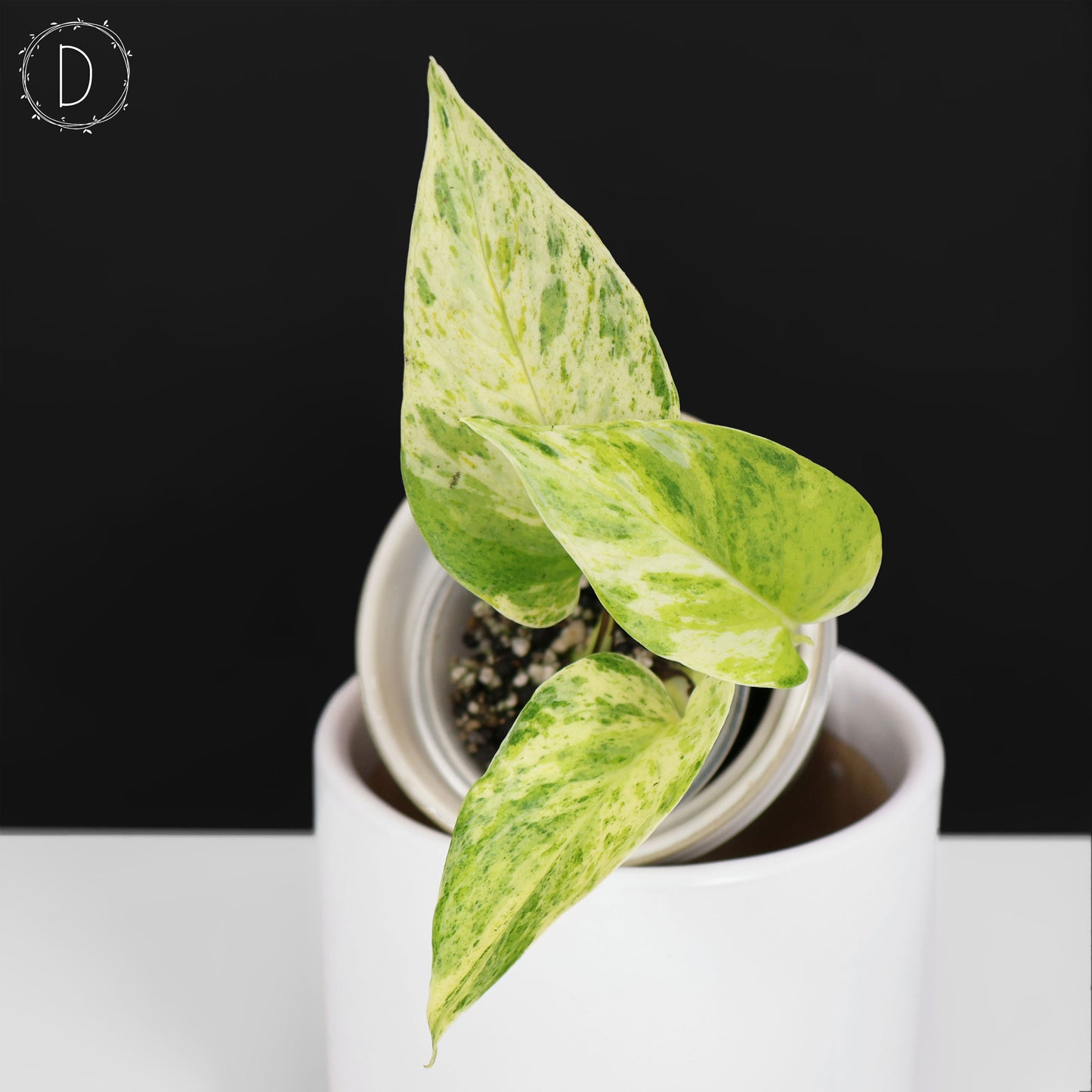 Epipremnum Aureum "Prettyboy"