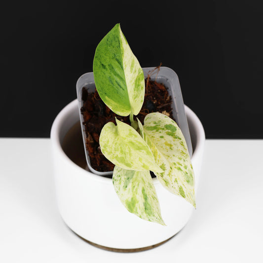 Epipremnum Aureum "Prettyboy"