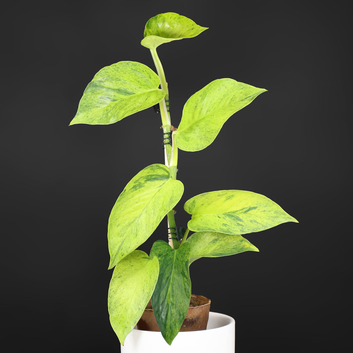 Carnaval Epipremnum Aureum Teruno