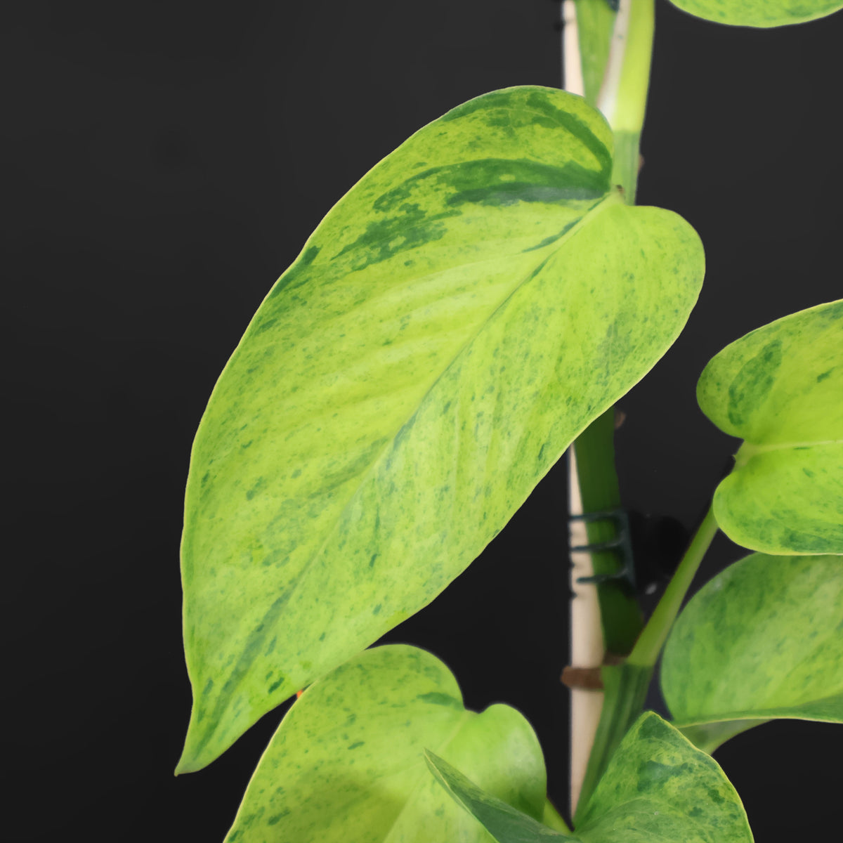 Carnaval Epipremnum Aureum Teruno