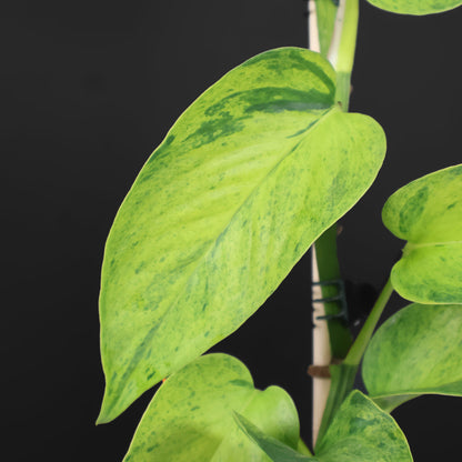 Carnaval Epipremnum Aureum Teruno