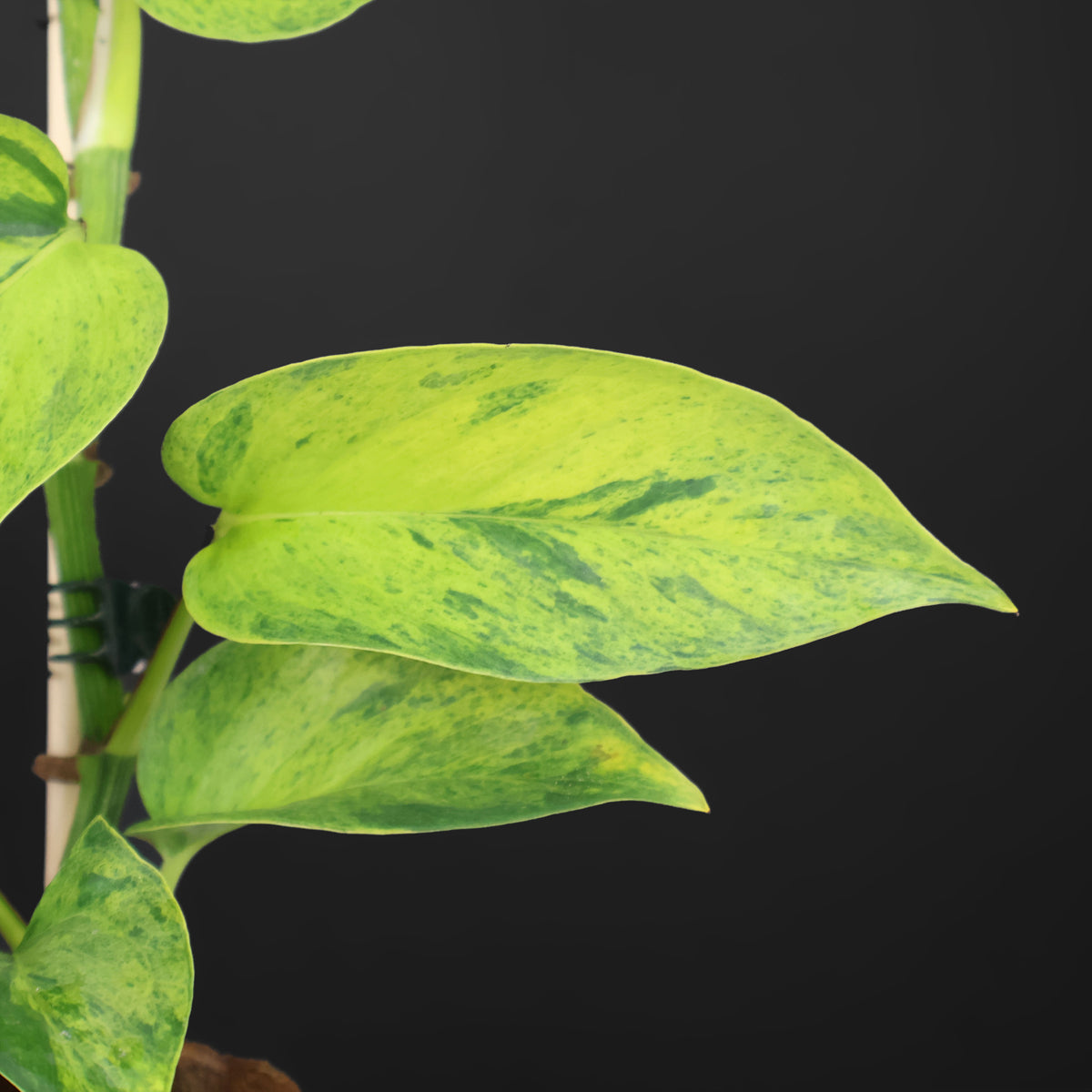 Carnaval Epipremnum Aureum Teruno