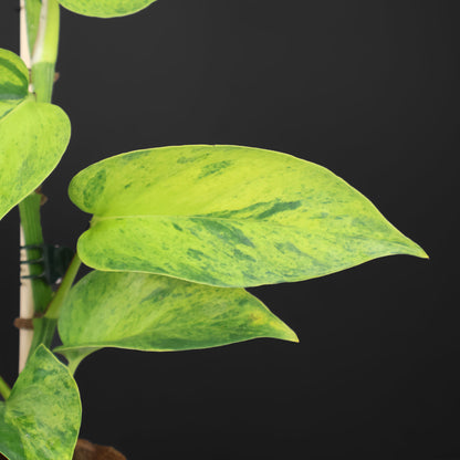 Carnaval Epipremnum Aureum Teruno