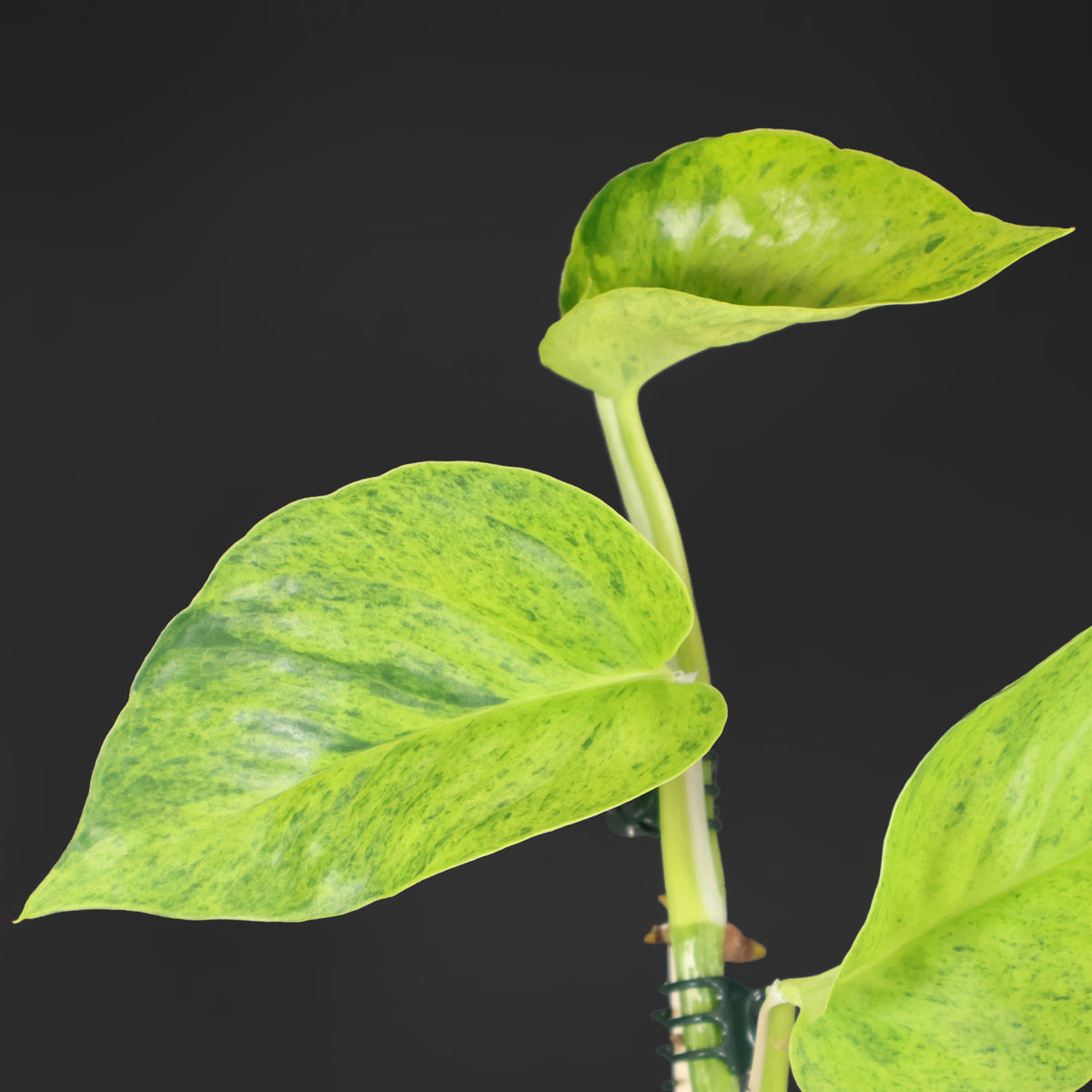 Carnaval Epipremnum Aureum Teruno
