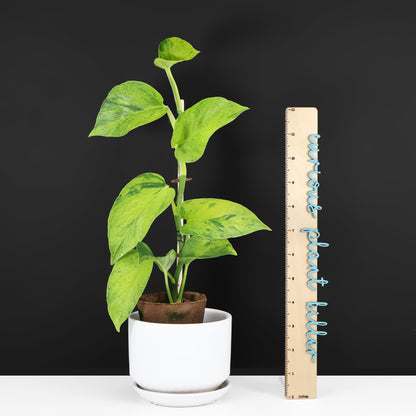 Carnaval Epipremnum Aureum Teruno