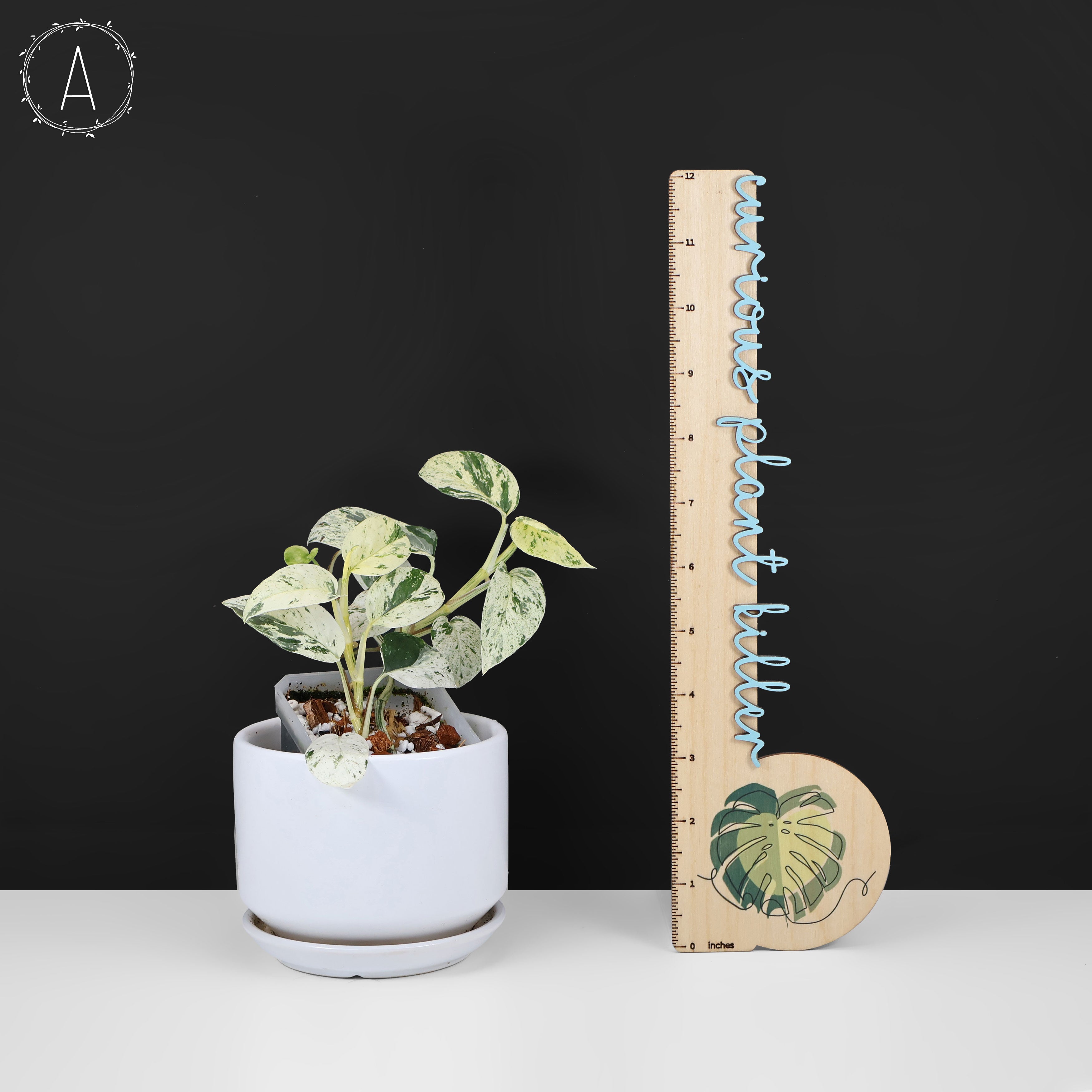 Epipremnum Aureum Teruno Fanfare – Curious Plant Killer